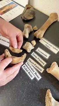 Understanding the Anatomy of the Navicular Bone