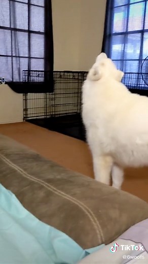Siberian White Husky Howling Compilation