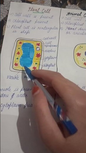 ​Plant vs Animal Cell: Easy Explanation for Students