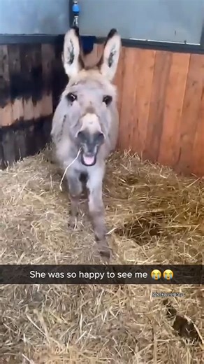 donkey._.lovers on Instagram: "❤️❤️❤️"