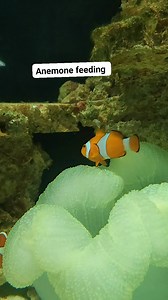 1.8K views | Anemone feeding  soo baby | CHASE Aquatics | Facebook