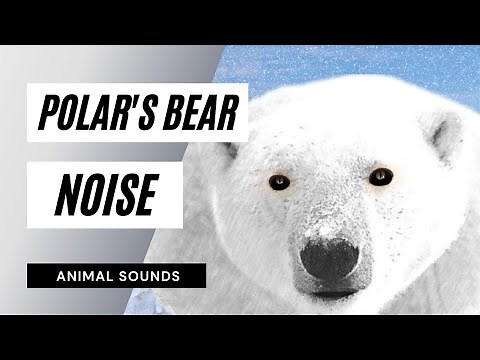 Polar's Bear Noise - what sound does a polar bear make? - animal sounds (polar bear sounds)
