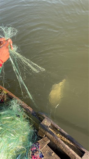 आट बोठी जाल की फिश बिग साईज फिशिंग 😛😔#net #fishing #video #shortvideos #viral