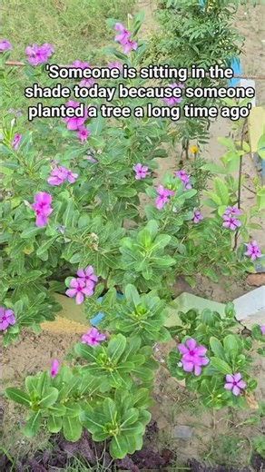 Periwinkle flower 🌼 💐 🪷 🥀 🌱 🌿 🍀#ytshorts #nature #park