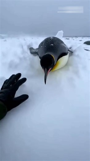 No One Expected Him to Stop… Until He Saw This Trapped Penguin 🐧❄️ #rescue #animalrescue #wildlife