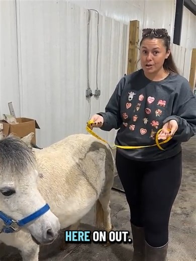 Caring for Our Pregnant Mini Pony on the Farm