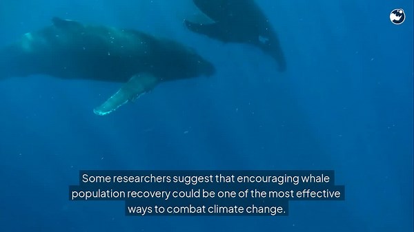 Can Whale Poop Really Fertilize the Ocean? What Do you Think?