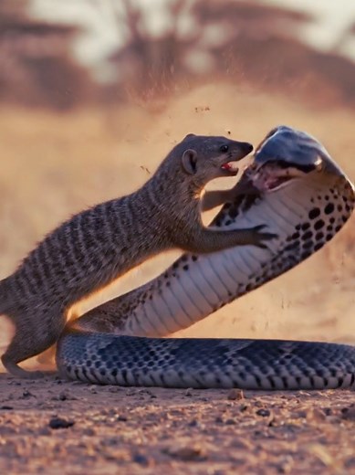 Cobra vs Mongoose: Epic Predator vs Prey Showdown