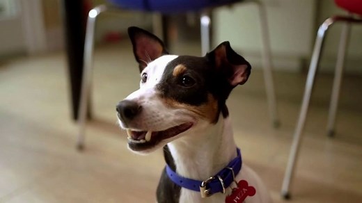 Pumpkin TV Spot, 'Pet Insurance'