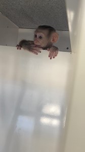 58K views · 824 reactions | Monkey Daily Reel Video #monkeydaily | Monkey Daily | Facebook