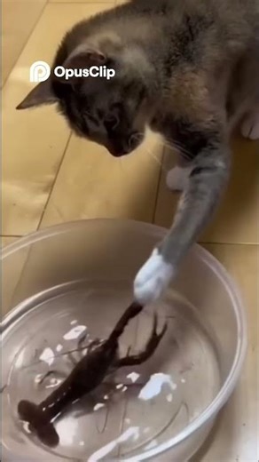 Funny Cat Fails From Faucet Drinks to Empty Bowls!