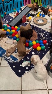 Unsere wunderbaren Pupsis #buntepfotenvilla | Bunte Pfoten Villa