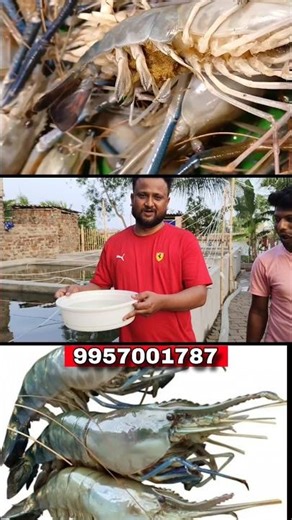 Galda Shrimp Seeds Available Now 🦐 | High Profit Farming 💰 Assam Fish Hatchery