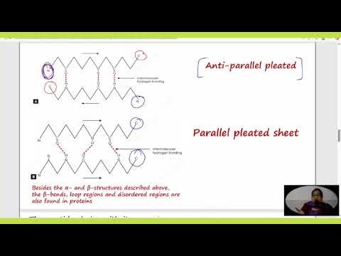Structure of Proteins