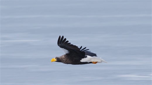 The Steller's Sea Eagle: Nature's Marvel Captured on Film - Worldwide