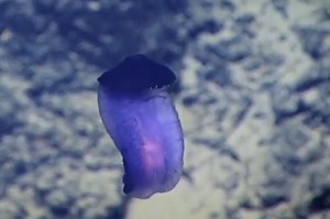 What's This Purple Thing That Scientists Just Spotted in Deep Ocean (Video)
