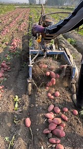 2M views · 14K reactions | #watermelon #harvest #farmlife #sustainablefarming #AgricultureTips #growyourfood #farmtotable | GreenFields Hub | Facebook