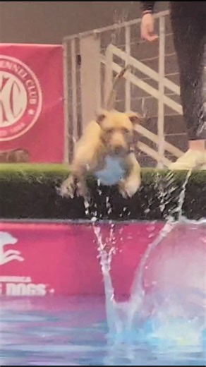 Exciting Dog Sports: Training for Dock Diving Success