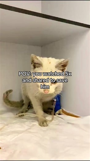 UPDATE 🐾💔 After only a few hours in the hospital, look at him… Compare the rescue video to today — the change is unbelievable. You can see his will to live, and it’s heartbreaking and beautiful at the same time. He remains hospitalized with treatment, fluids, and close monitoring until his values are stable. This progress is thanks to you. Every small grain of sand matters. Please support via the link in our bio. Every donation means hope. 🤍