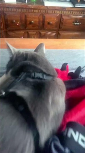 Jinjer (orange cat) and Gustavo (grey cat) #fypシ゚viral #song #triedmybest #bored #music #cats