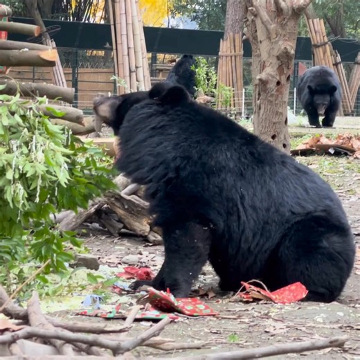 Animals Asia on Reels