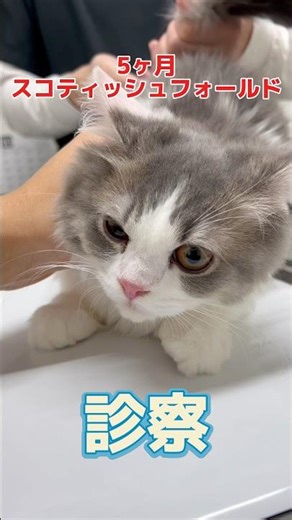A 5-month-old Scottish Fold came to the veterinary clinic for his first vaccinations since coming...