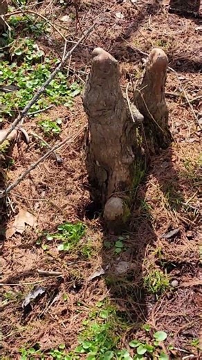 We found Alien Plants 👽