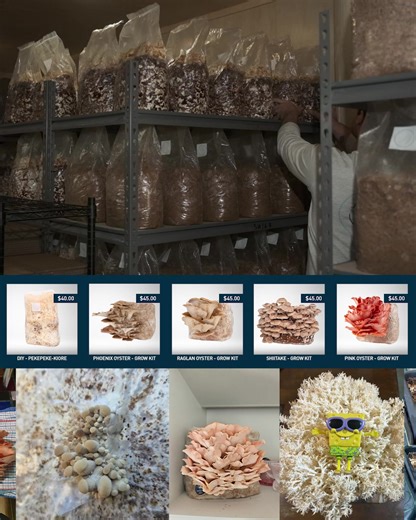 Discover the simplicity of growing your own mushrooms with grow kits from Mushrooms by the Sea. Just set it up, wait a bit, and enjoy delicious mushrooms right at home. Grab Your Kit Today! | Mushrooms By The Sea