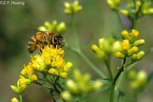 September resources for Michigan beekeepers