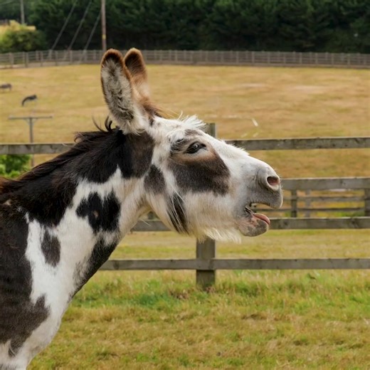 109K views · 6.3K reactions | Here to brighten your morning is adoption donkey Drizzle and pal Tornado!  | The Donkey Sanctuary | Facebook