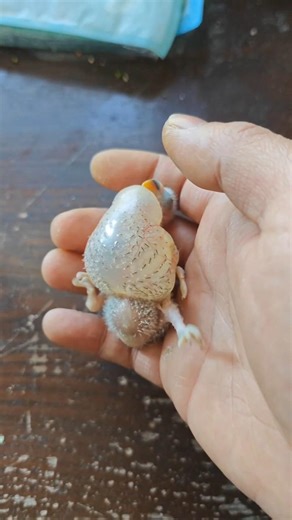 I saw the baby parrot | how to get air out of a baby parrot 🦜 #parrot #birds #babyparrot #babybird