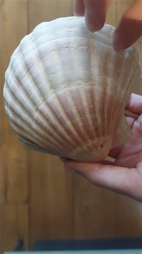 Seashell ASMR🐚🪼 #BEACHASMR
