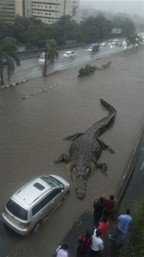 40-Foot Crocodile Filmed Dragging Car Into Floodwaters in Indonesia #crocodile #indonesia | Most Amazing Top 10