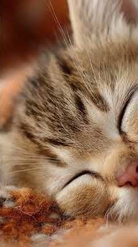 Cozy Kitten Napping on a Warm Blanket