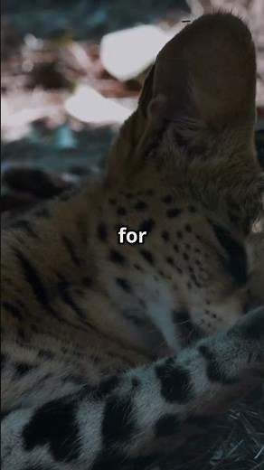 The Agile Serval: Fun Facts