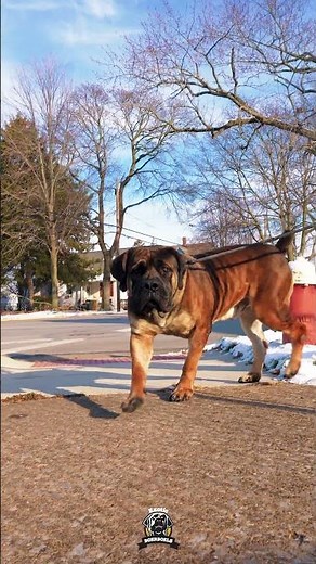 Amazing Behavior Is Built Not Assumed #boerboels #boerboellife #protectiondogs #bigdogs