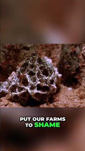 Leafcutter Ants 60 Million Years of Farming Mastery