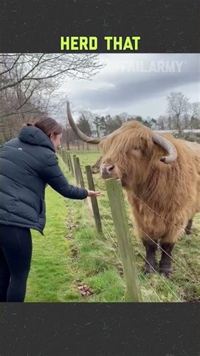 Wildest farm animal interactions 😭🐓
