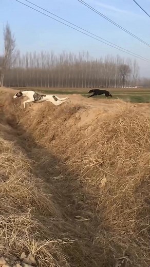 10M views · 96K reactions | Freedom to Run: Watch the passion of greyhounds as they run across wide fields. ⚡ #FreedomToRun #Sighthound #RunningDogs #DogLover #SlowMotion | Pro Hounds World | Facebook