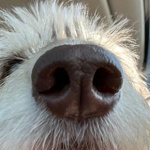 twixcam - Twitch