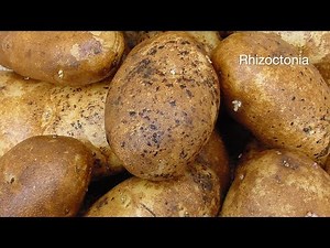 Manage Rhizoctonia and Verticillium Wilt in Potatoes