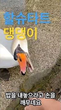 할슈타트 댕댕이 #노랑풍선 #노랑풍선여행 #노랑풍선패키지 #박프로 #travel #여행 #할슈타트 #동유럽여행 #동유럽여행 #오리 #고니 #잘츠캄머굳