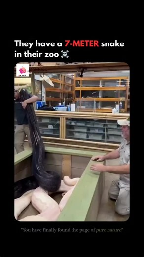 mr_fact on Instagram: "!! At @jayprehistoricpets' zoo, they came across an unbelievable giant a 22-foot python that looks more like a prehistoric creature than a snake This massive girl has been living there for years, growing safely under constant care, and she's become one of the zoo's most impressive residents. What makes her story wild is how it started... This enormous powerhouse was once a tiny 1-foot baby, just a little noodle with no idea she'd become a record-sized queen Decades of prop