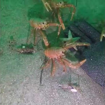 Curious Crabs (Crab Hand meme)