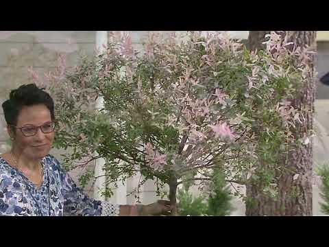 Cottage Farms Patio Elegance Pink Willow Tree on QVC