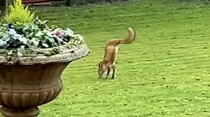 Two-Legged Fox Hunts for Food in an English Garden