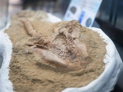 Historical sensation: Nine-million-year-old shark fossil found