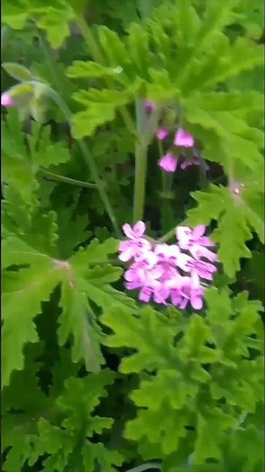 El repelente natural para ahuyentar peligros: La citronela #plantasyflores #aromaticas