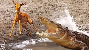 Crocodile attack Impala 👉👉 Join us to get more information: Amazing Animals | Beautiful Animals