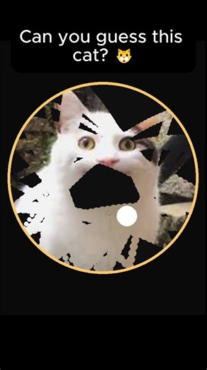 Can you guess this cat? 🐱